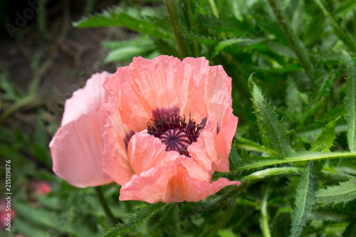 Fototapeta Naklejka Na Ścianę i Meble -  Poppy Flower 