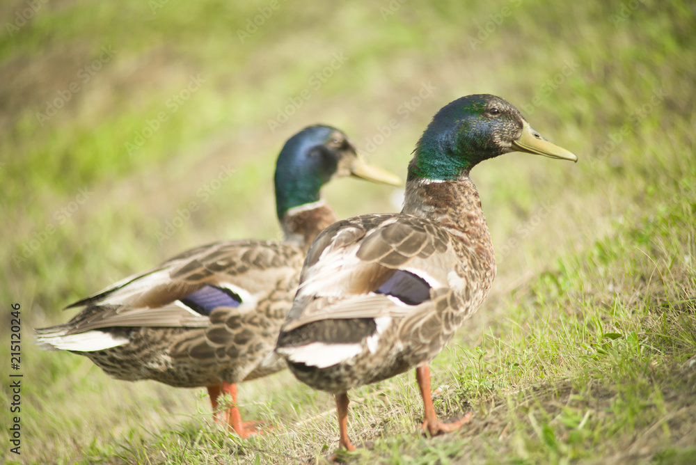 Ducks in a pond Ducks in a pond