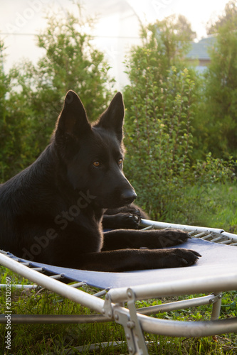 Black German shepherd resting in the garden