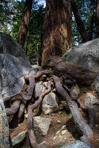 Tree roots over rocks