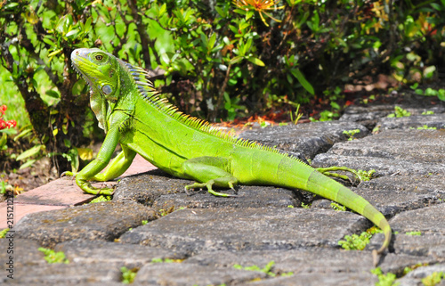 Beautiful green Iguana taking the sun in a garden path