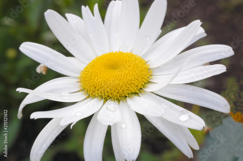 Fototapeta Naklejka Na Ścianę i Meble -  Close up of a Daisy flower with water drops