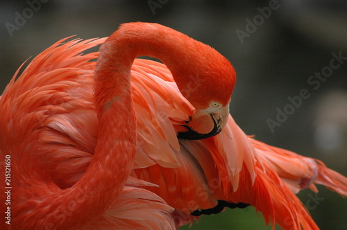 Feather Preening