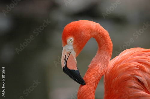 Flamingo Smile