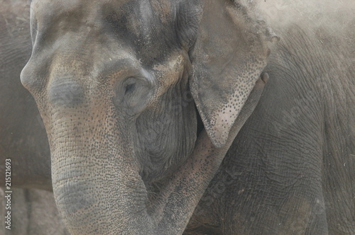 Elephant Eye