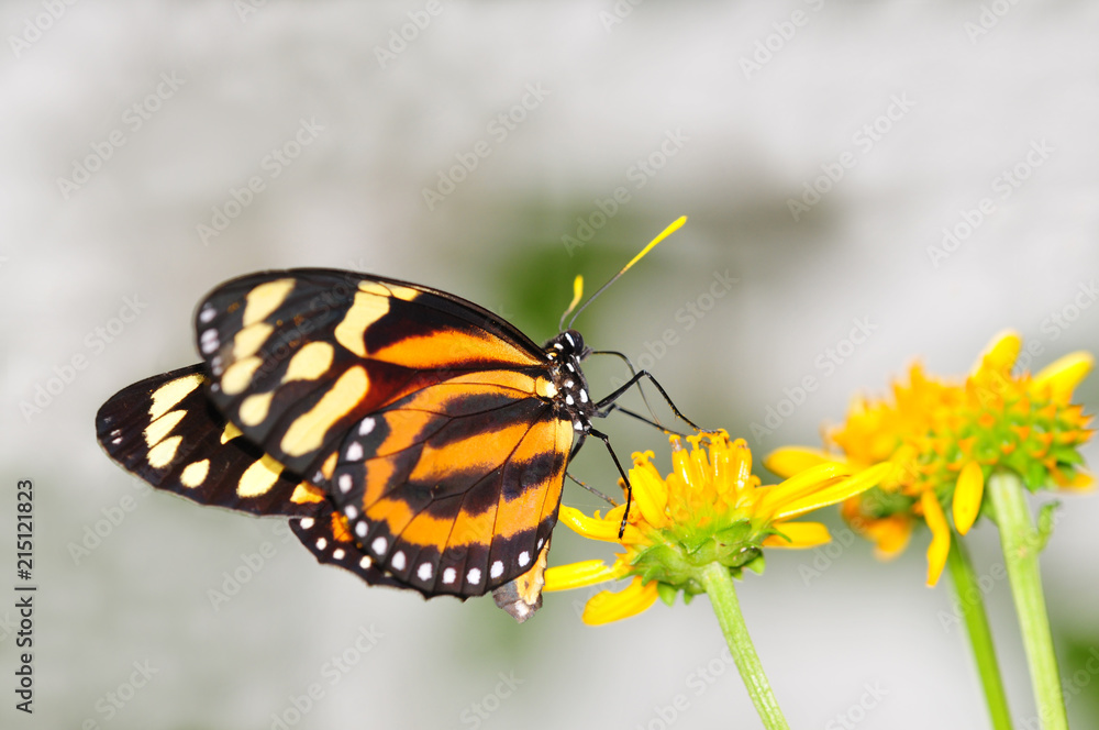 Fototapeta premium Close up of a Tiger Mimic butterfly on yellow flowers