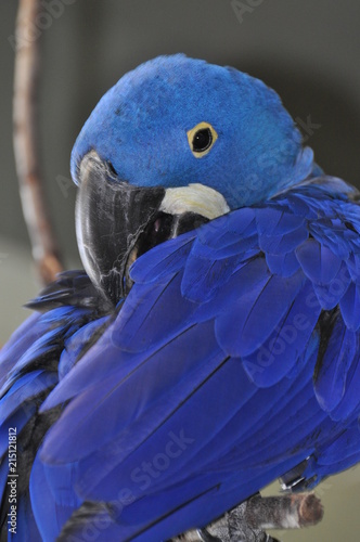 Blue Blue Birdie