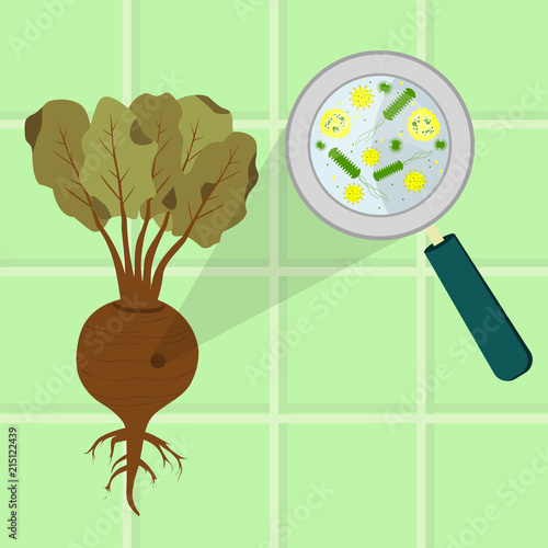 Contaminated beet. Microorganisms, virus and bacteria in the rotten and spoiled beet enlarged by a magnifying glass. Tiles in the background.