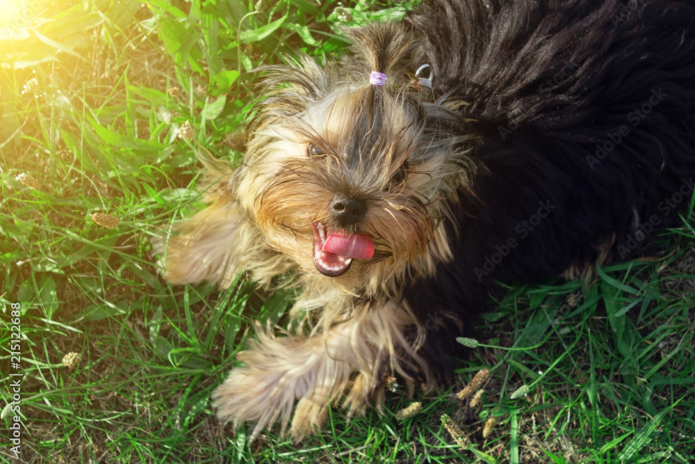 Yorkshire terrier sits on a background of green grass on a sunny day Yorkshire terrier sits on a background of green grass on a sunny day