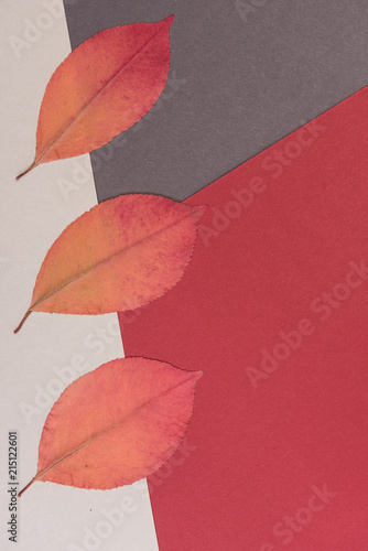 Autumnal colorful background with place for text