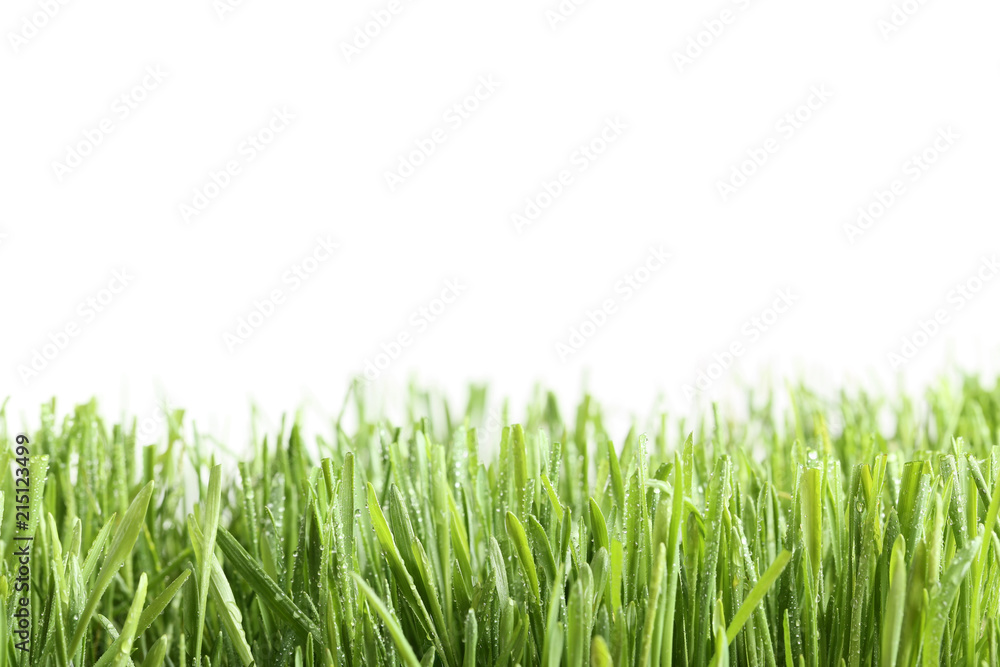 Obraz premium Green grass with water drops on white background