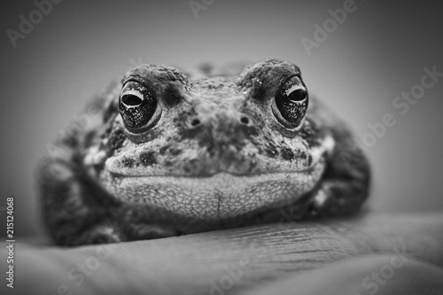 Frosch photo