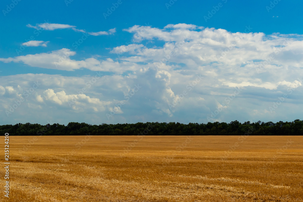 Field after the harvest of wheat with the remains of ears, a strip of green trees, dense clouds in the blue sky.