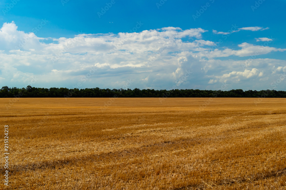Field after harvesting wheat ears with short remains of ears, in the distance a strip of green trees, dense Cumulus clouds in the blue sky.