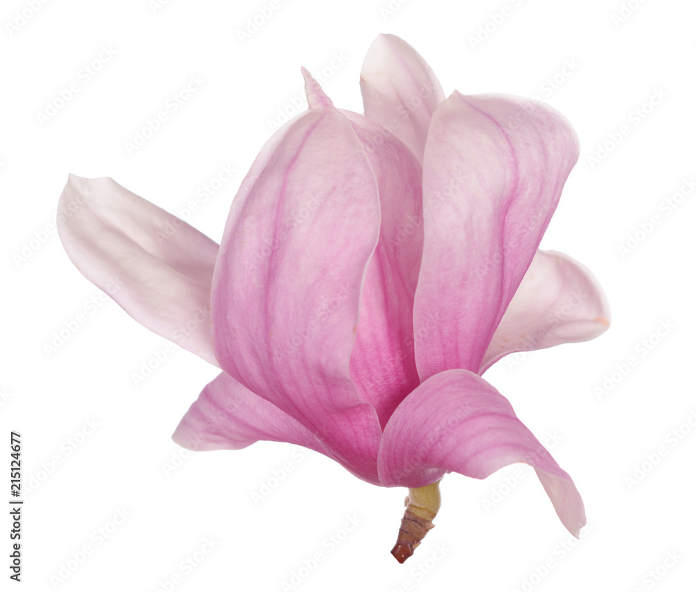 Fototapeta premium magnolia