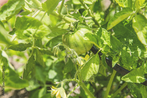 Green tomato on bush