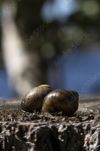 Shells Macro