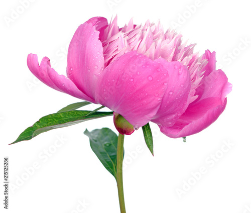 peony