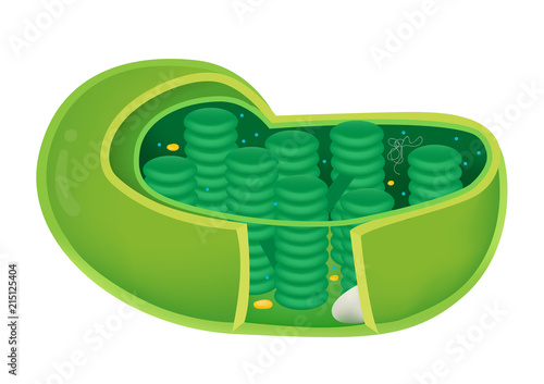 Structure of Chloroplast photo