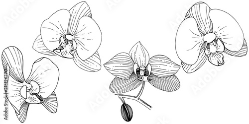 Orchid flower in a vector style isolated. Full name of the plant: orchid. Vector flower for background, texture, wrapper pattern, frame or border.