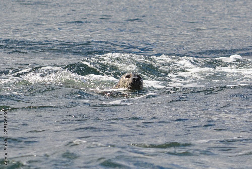 Obraz premium a seal is swimming on the surface