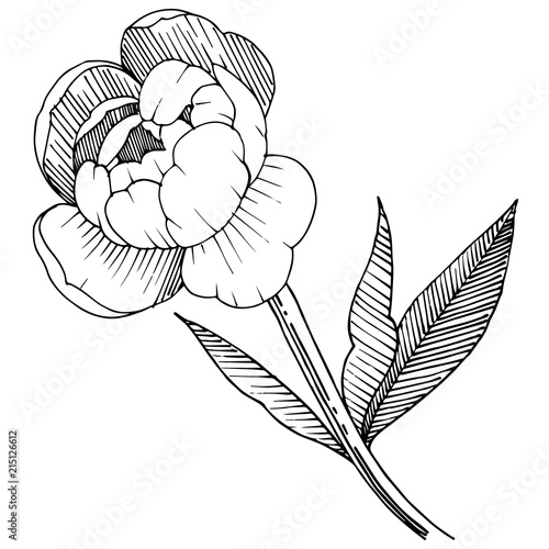 Peony in a vector style isolated. Full name of the plant: peony. Vector flower for background, texture, wrapper pattern, frame or border.