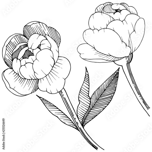 Peony in a vector style isolated. Full name of the plant: peony. Vector flower for background, texture, wrapper pattern, frame or border.