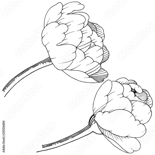 Peony in a vector style isolated. Full name of the plant: peony. Vector flower for background, texture, wrapper pattern, frame or border.