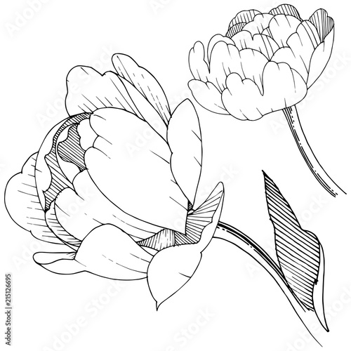 Peony in a vector style isolated. Full name of the plant: peony. Vector flower for background, texture, wrapper pattern, frame or border.