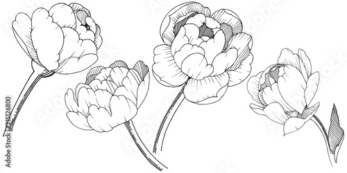 Peony in a vector style isolated. Full name of the plant: peony. Vector flower for background, texture, wrapper pattern, frame or border.
