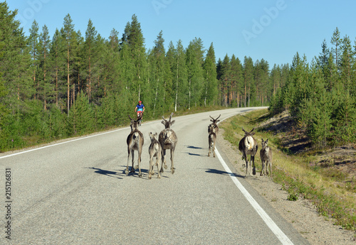 Reindeers (Rangifer tarandus) with cubs are running along middle of roadway