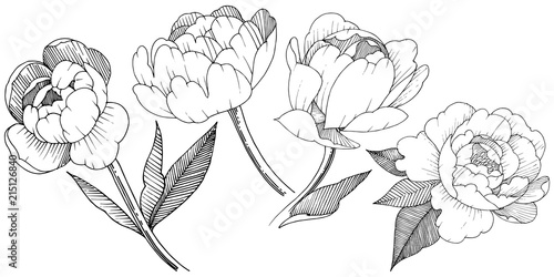 Peony in a vector style isolated. Full name of the plant: peony. Vector flower for background, texture, wrapper pattern, frame or border.