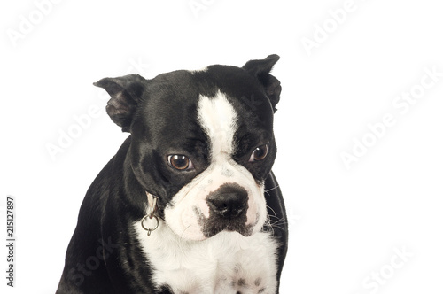 Fototapeta Naklejka Na Ścianę i Meble -  Cute Boston Terrier dog 