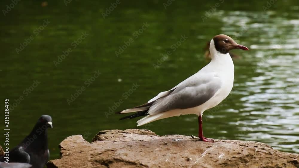 Black-headed gull waiting on the rock. Black-headed gull waiting on the rock.