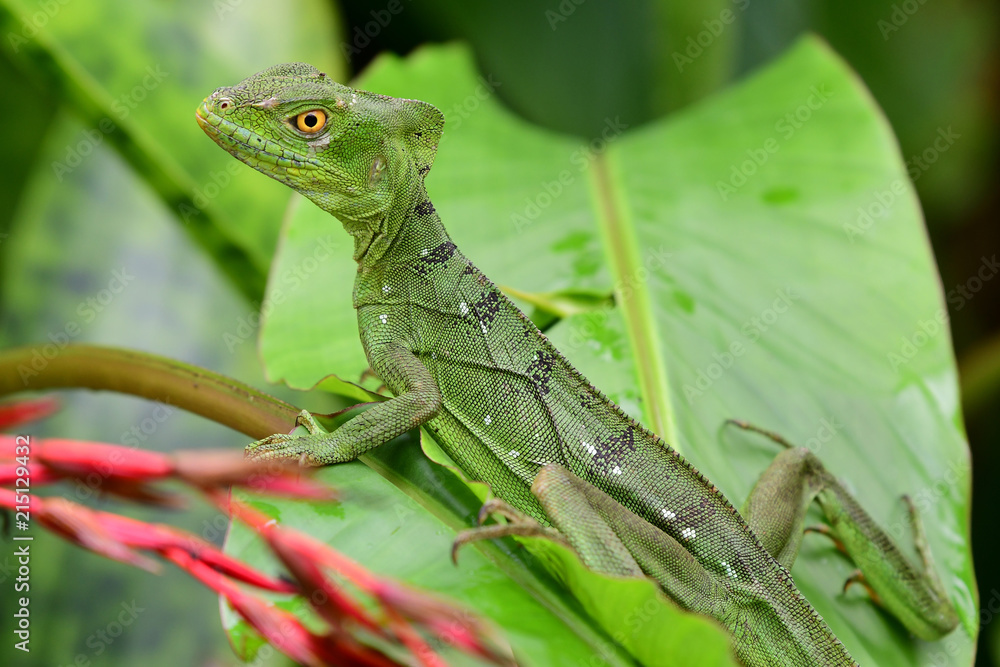 Fototapeta premium plumed basilisk (Basiliscus plumifrons)