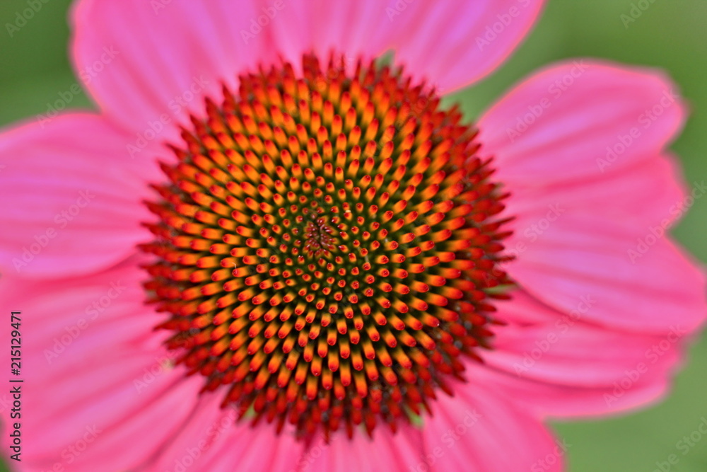Pink Echinacea