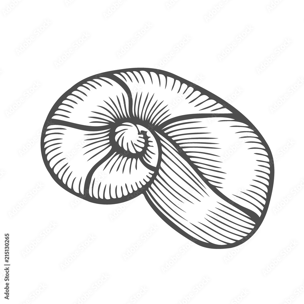 Sea shell Scallop Sea shell Scallop