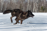 Black Phase Grey Wolf (Canis lupus) Runs Right in Snowy Field