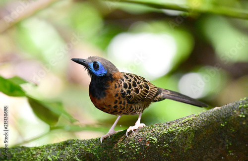 Ocellated Antbird (Phaenostictus mcleannani) photo