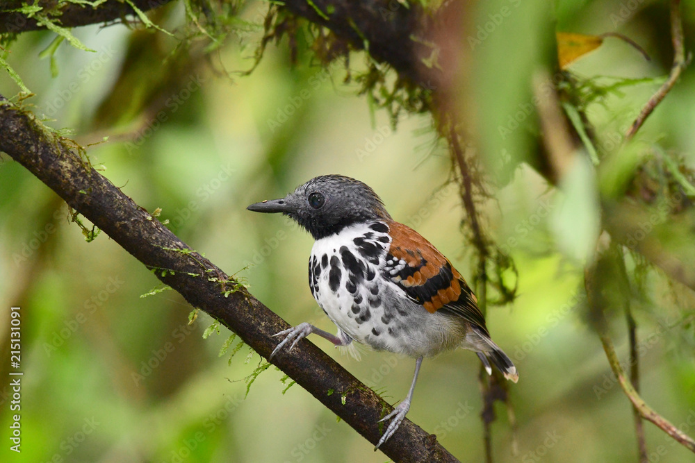Spotted Antbird (Hylophylax naevioides) Spotted Antbird (Hylophylax naevioides)