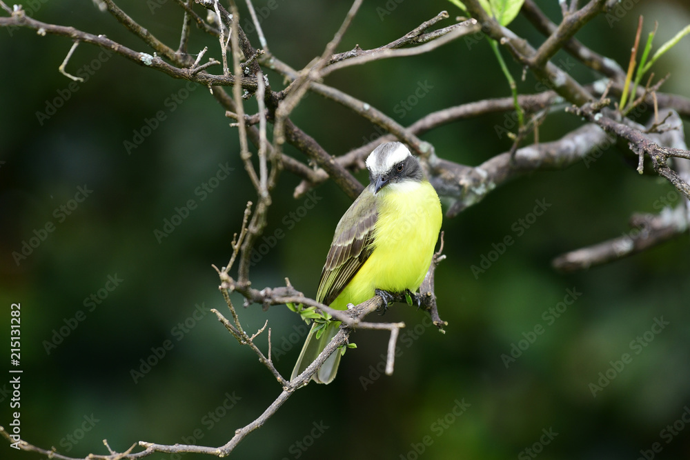Obraz premium vermilion-crowned flycatcher (Myiozetetes similis)