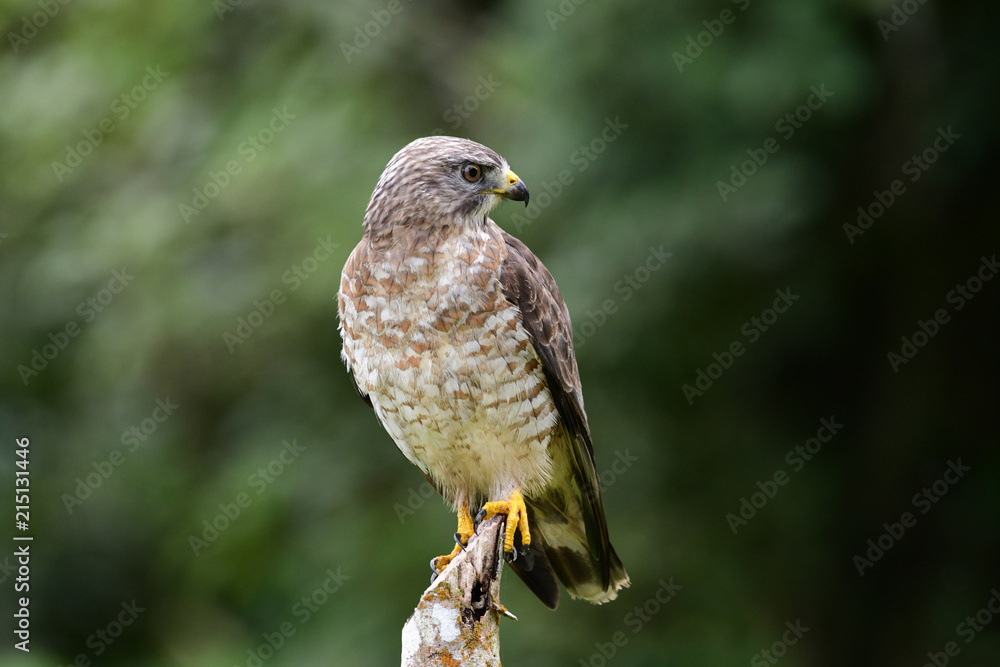 Fototapeta premium Broad-winged Hawk (Buteo platypterus)
