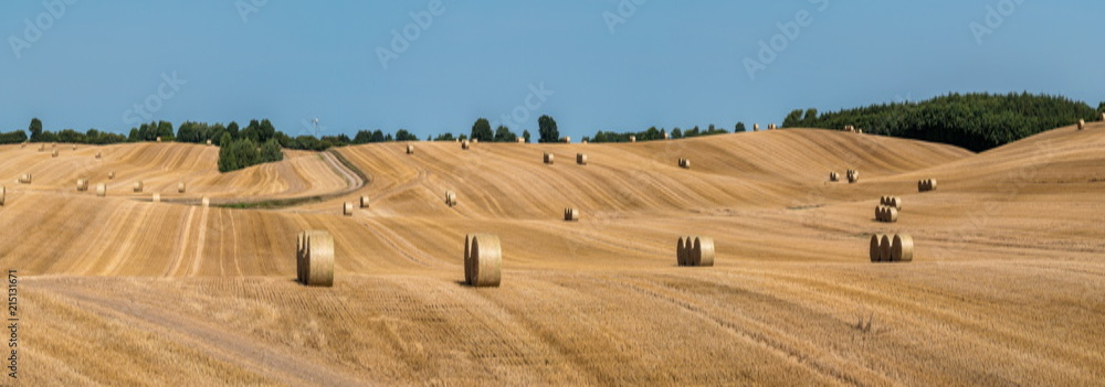 Mown cornfield with big round hay bales