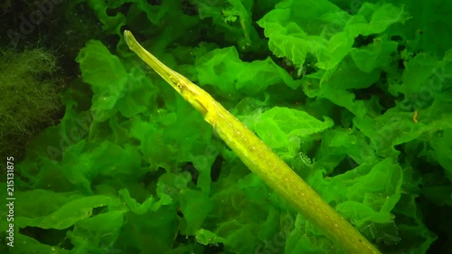 Yellow-green female Broad-nosed pipefish (Syngnathus typhle) in the thickets of seaweed photo