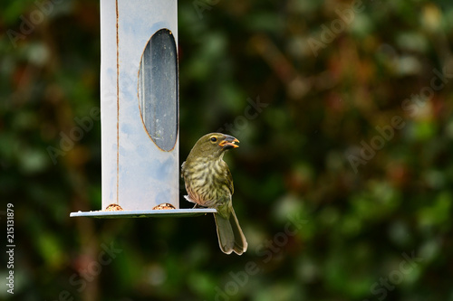 streaked saltator (Saltator striatipectus) photo