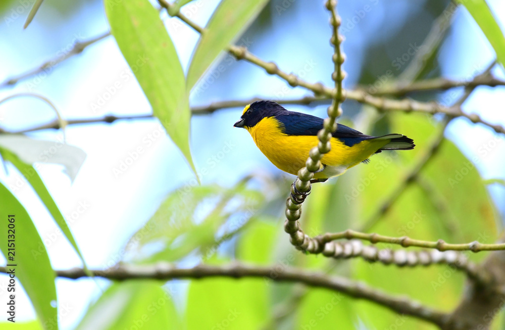 Yellow-throated Euphonia Yellow-throated Euphonia