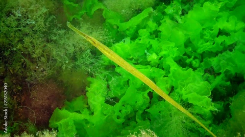 Yellow-green female Broad-nosed pipefish (Syngnathus typhle) in the thickets of seaweed photo