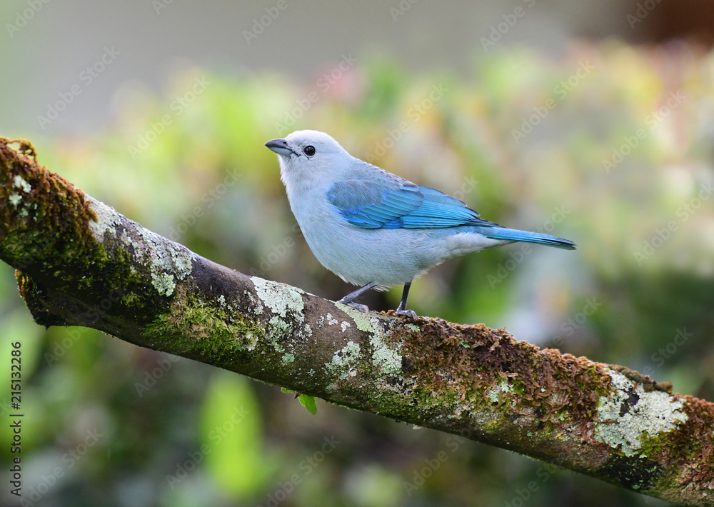 Blue-gray Tanager (Thraupis episcopus) Blue-gray Tanager (Thraupis episcopus)