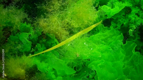 Yellow-green female Broad-nosed pipefish (Syngnathus typhle) in the thickets of seaweed photo