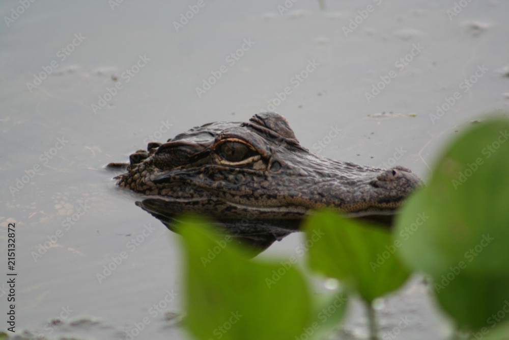Fototapeta premium alligator